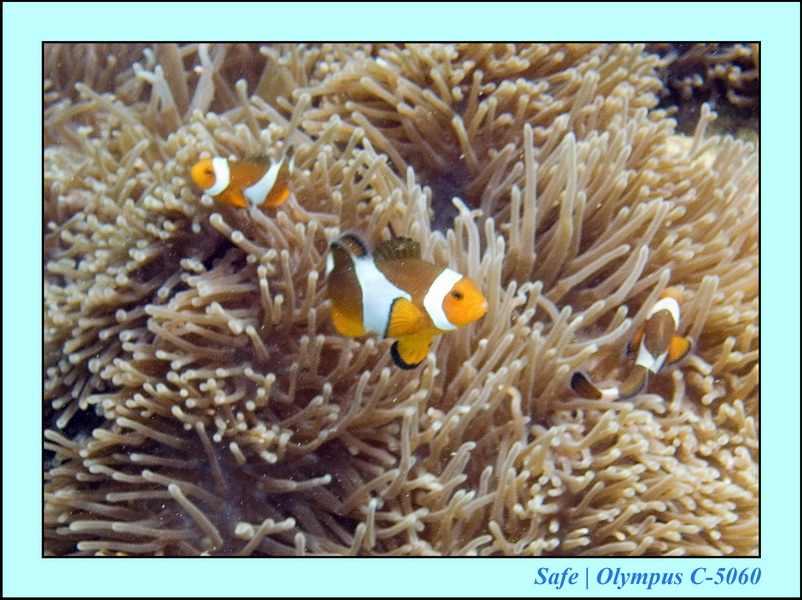 2006 - 07 - Gemia - Plongee solo 31